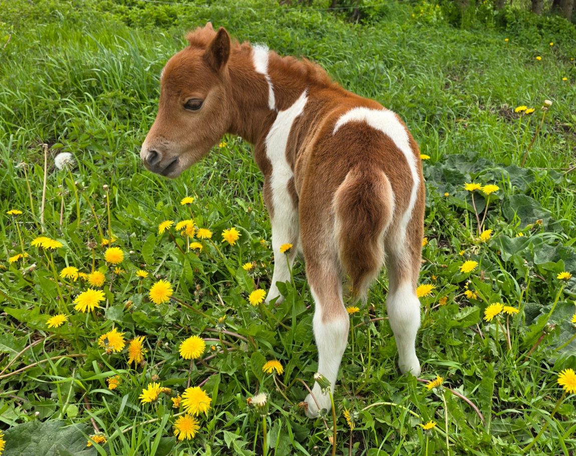 Taira